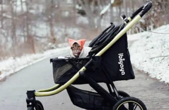 When Your Cat Wants an Adventure Too: Why Prams and Strollers Are Winning Over Pet Lovers